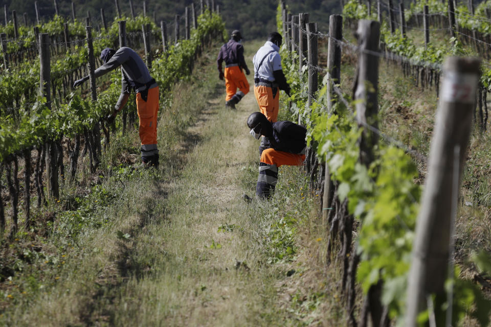 Tholley Osman, of Sierra Leone, right, passes under a line of grapevine during his workday at the Nardi vineyard in Casal del Bosco, Italy, Thursday, May 27, 2021. It is a long way, and a risky one. But for this group of migrants at least it was worth the effort. They come from Ghana, Togo, Sierra Leone, Pakistan, Guinea Bissau, among other countries. They all crossed the Sahara desert, then from Libya the perilous Mediterranean Sea until they reached Italian shores, now they find hope working in the vineyards of Tuscany to make the renown Brunello wine. (AP Photo/Gregorio Borgia)