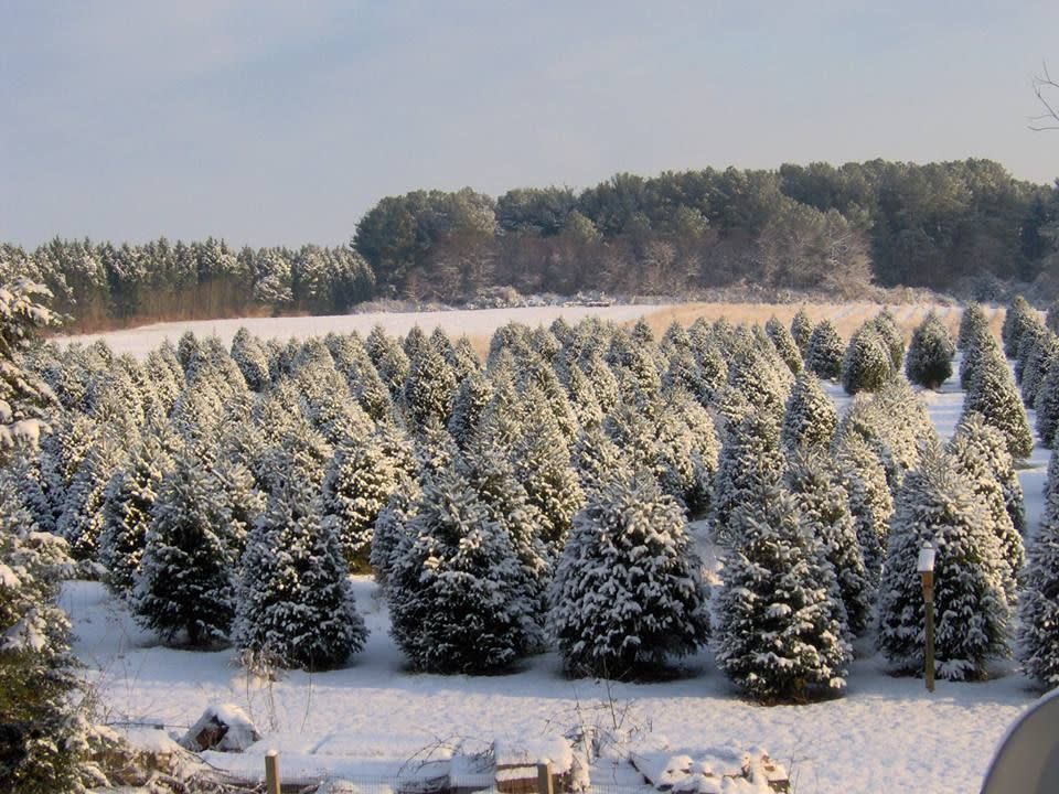 Delaware: Coleman’s Christmas Trees, Odessa