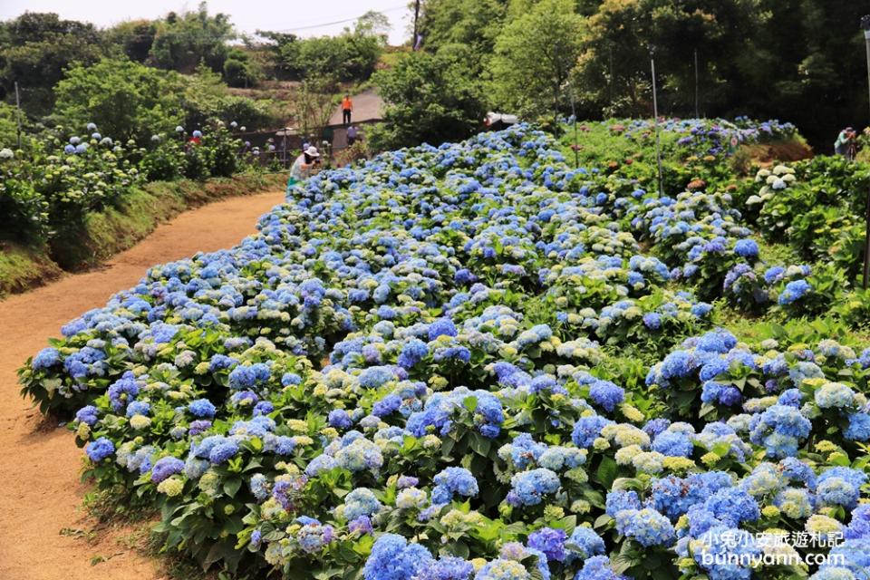 新北景點｜高家繡球花田萬里第三園區