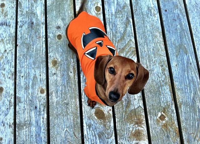 40 Funny Dog Halloween Costumes for the Silliest Pup You Know