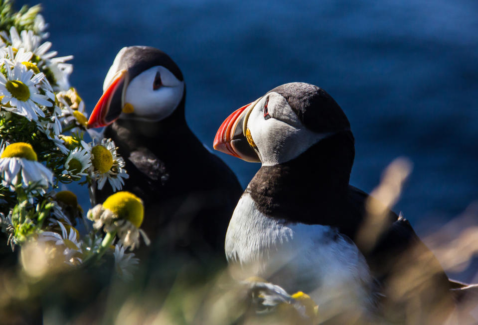 ALSO, they perform a mating ceremony where they rub their beaks together.