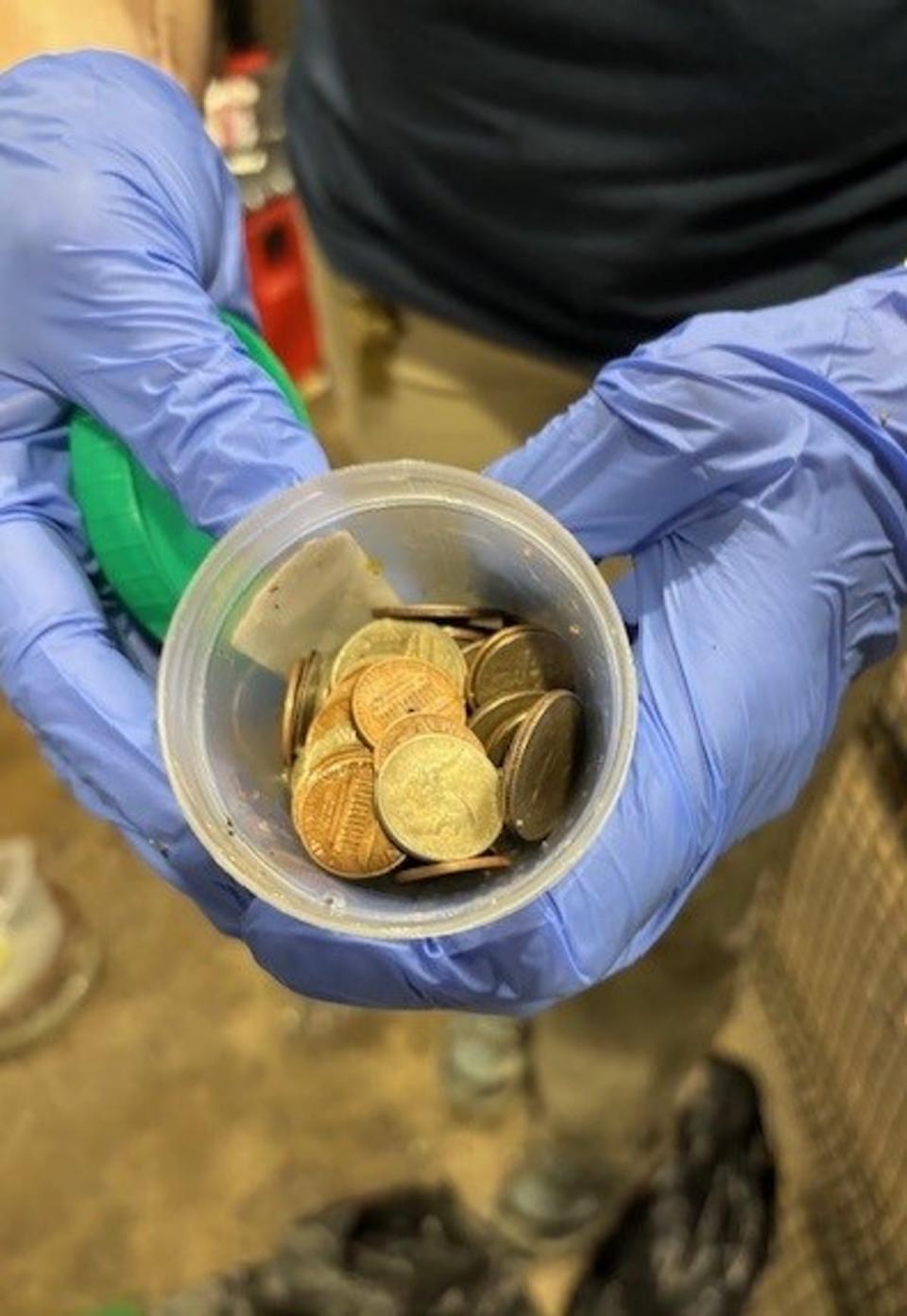 Coins removed from rare alligator’s stomach after a procedure (Omaha's Henry Doorly Zoo and Aquarium)