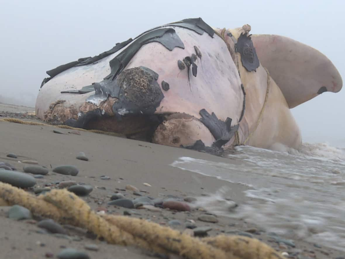 This small, female, North Atlantic right whale, died from severe entanglement in 2017 and washed ashore in New Brunswick. The whale was one of 16 that were found dead that summer. (Shane Fowler/CBC - image credit)