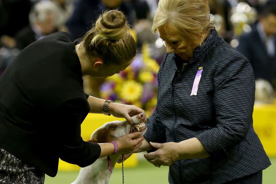 Westminster Dog Show Photos They Don't Want You to See