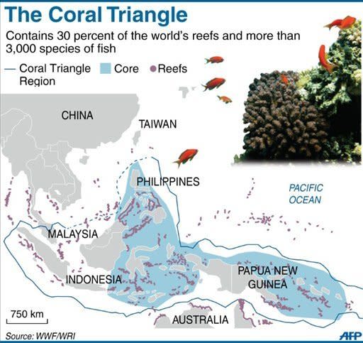 The Coral Triangle that covers Indonesia, the Philippines and Papua New Guinea. A new study of Asia's Coral Triangle, which contains nearly 30 percent of the world's reefs, shows that when it comes to ensuring a rich and diverse range of species, size matters