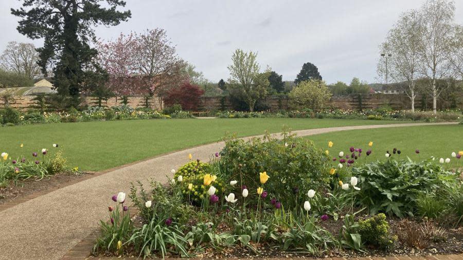 Tulips at Burnby Hall Gardens