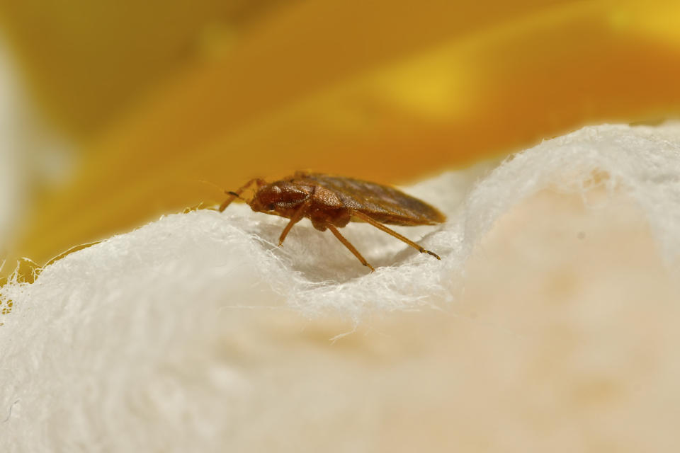 A close-up photo of a bed bug. (Photo via Getty Images)