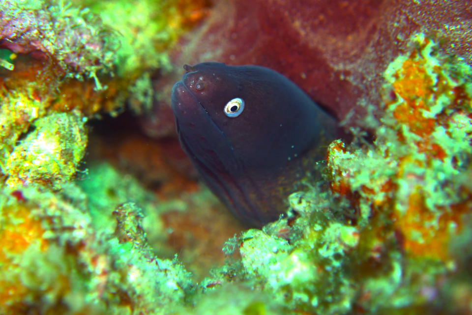 This bug-eyed dude is the White-eyed Moray Eel. This eel is commonly found in Malaysian waters.