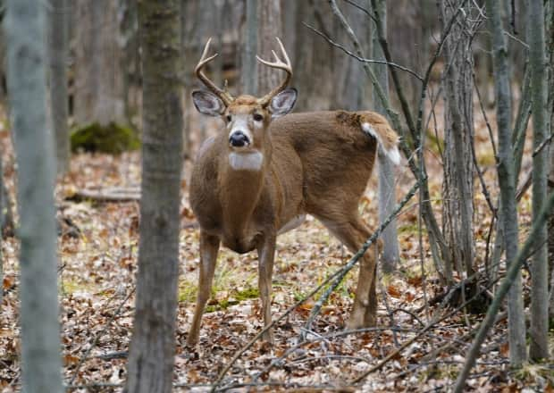 Many of the deer in Michel-Chartrand park don't fear humans as people have been feeding the animals, but in the Boisé Du Tremblay they are much more skittish.