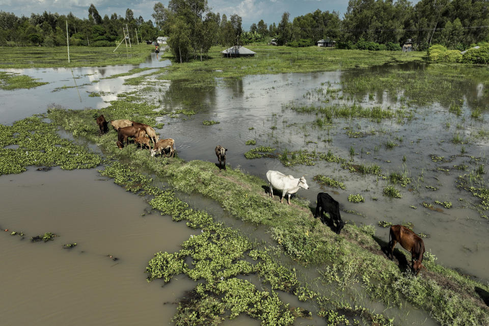 Cows graze in a flooded paddock in Kisumu, Kenya Wednesday, April 17, 2024. Heavy rains pounding different parts of Kenya have led to the deaths of at least 13 people and displaced some 15,000, the United Nations said, as forecasters warned more rains can be expected until June. (AP Photo/Brian Ongoro)