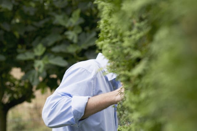 Man Peering Through Garden Hedge