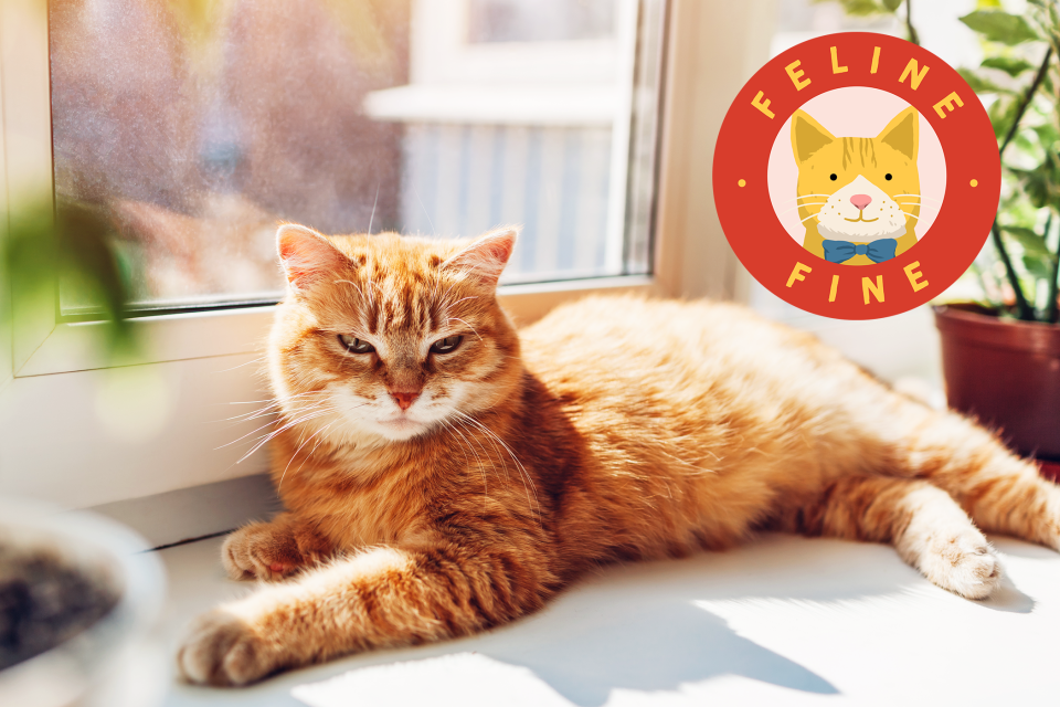 Ginger cat lying on window sill at home in the sun with feline fine graphic