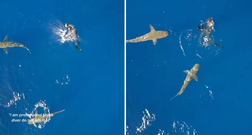 Two stills from a video of a shark driver demonstrating what happens when you splash near a shark in the ocean.