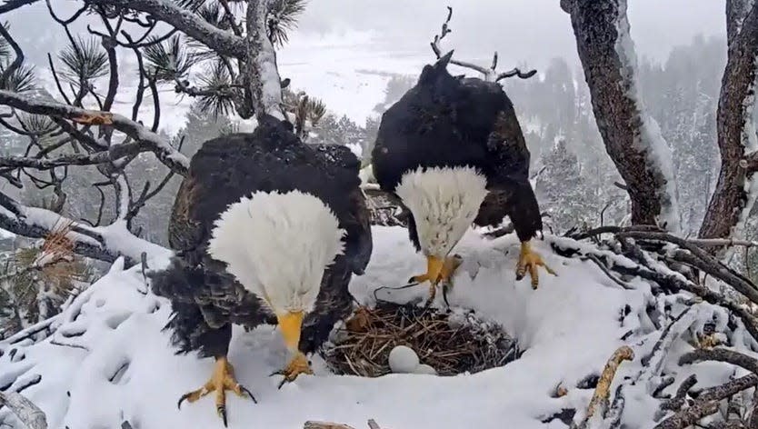 Mother Jackie and her partner, Shadow, watch over their eggs in the family’s nest in Big Bear. The first egg came Jan. 11 and the second on Jan. 14.