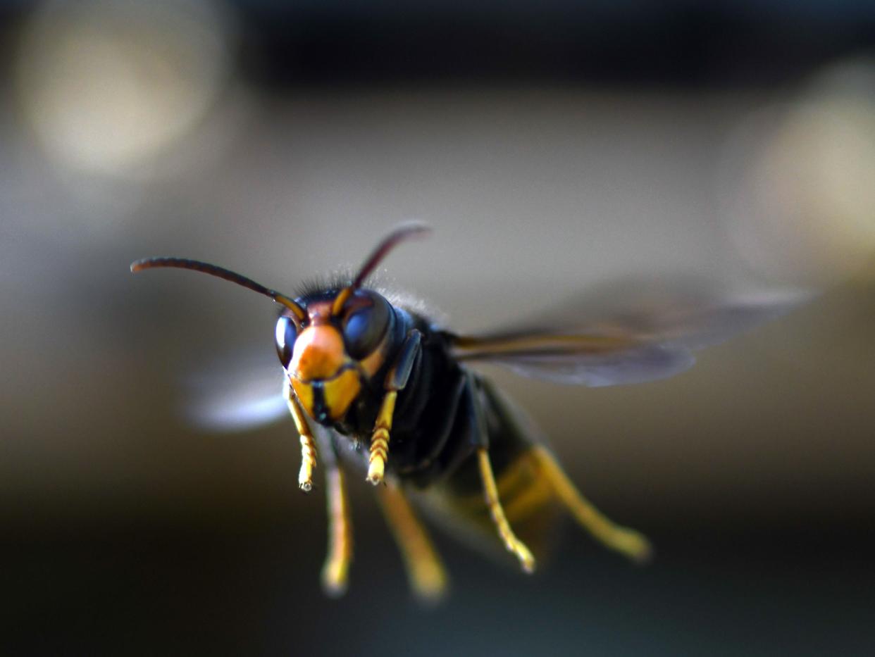 Asian hornets have a black or brown body and yellow-tipped legs (AFP via Getty Images)