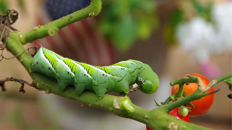 We could be weakening the defences of hybrid tomatoes.