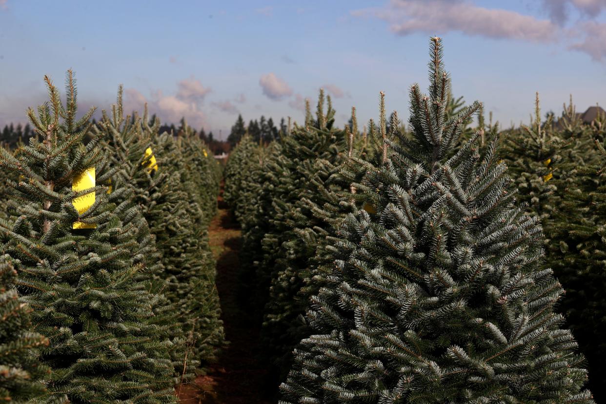 Christmas trees tagged and ready for people to pick out at Hiatt Christmas Trees in Sublimity.