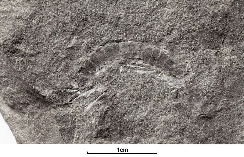 Fossil of a 425 million-year-old millipede called Kampecaris obanensis and unearthed in Scotland