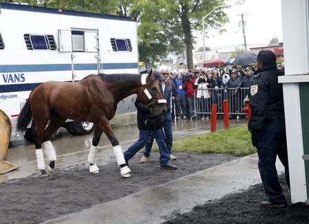 Kentucky Derby and Preakness Stakes winner American Pharoah arrives with trainer Bob Baffert (R) at Belmont Park in Elmont, New York June 2, 2015. REUTERS/Shannon Stapleton