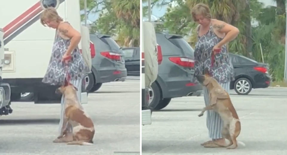 Two stills from a video showing a woman, in a Florida car park, appear to yank on a dog's lead so hard it lifts him off the ground by his neck.