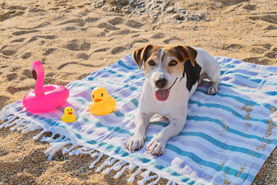 Dogs need sun protection too. (Getty Images)