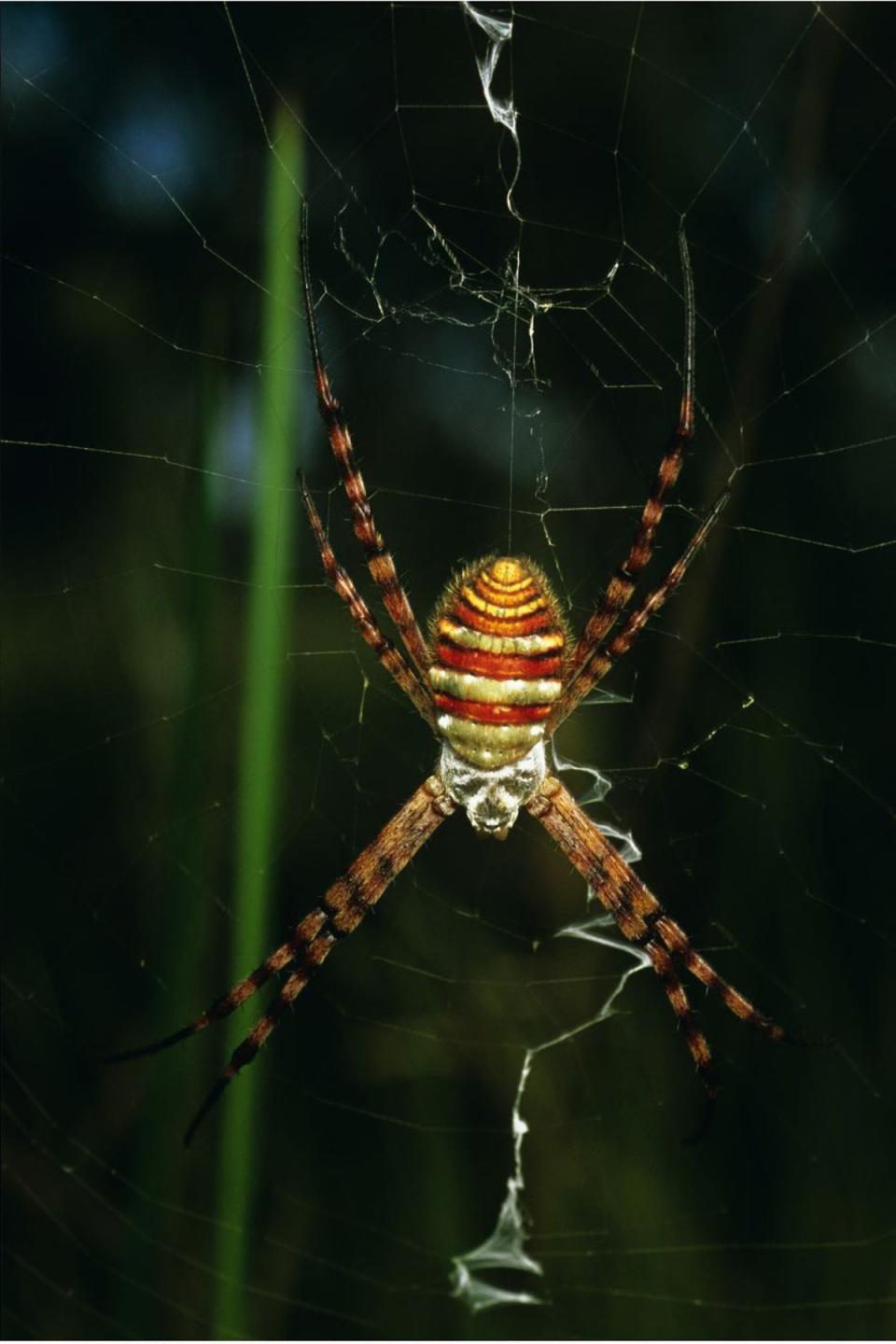 St Andrews cross spider (Rex)