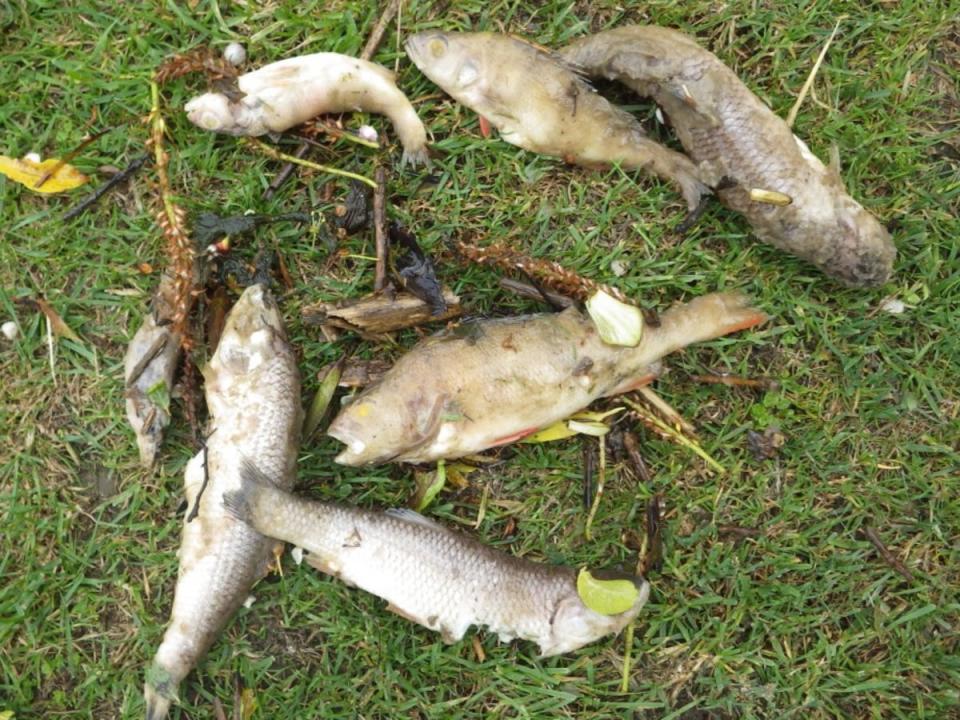 Thousands of fish perished (Environment Agency)