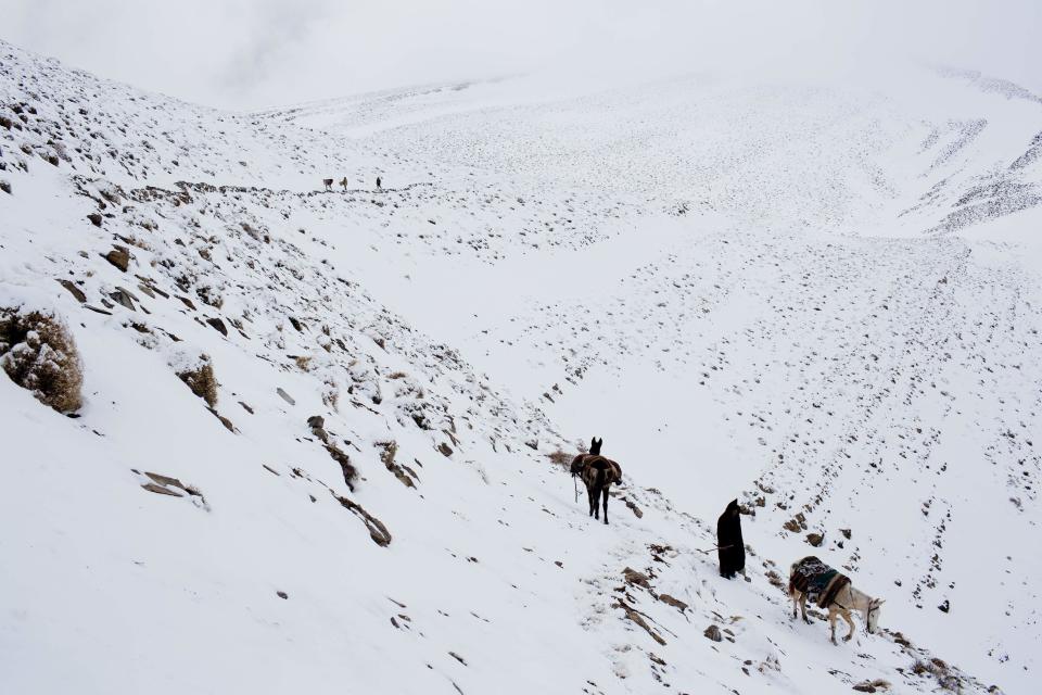 Hombres bereberes retornan a casa transportando comidas y bienes en las mulas en varios pueblos del Alto Atlas. Las colinas nevadas son el hogar de este tipo de pueblos.