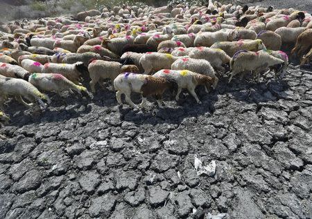 Sheep cross a parched area of a dried-up pond on a hot summer day on the outskirts of New Delhi, India, May 27, 2015. REUTERS/Anindito Mukherjee