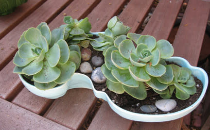 Succulent Centerpiece