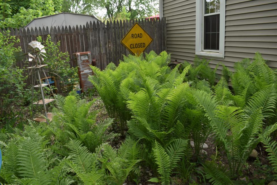 The ferns on the side of Kim Baumea's Budlong Street home in Adrian are low maintenance and do well in the shady part of the yard. Her high maintenance flowers are her annuals, "but they give an instant color to her garden,” according to Adrian Women's Garden Club representative Cheryl Lynch.