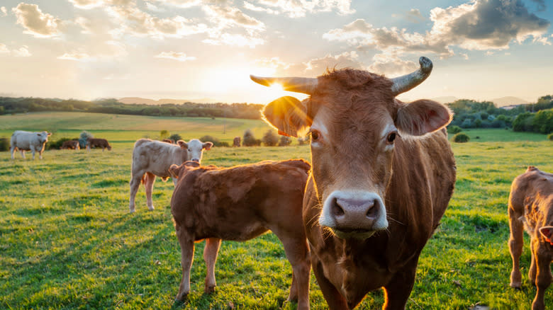 A herd of cows 