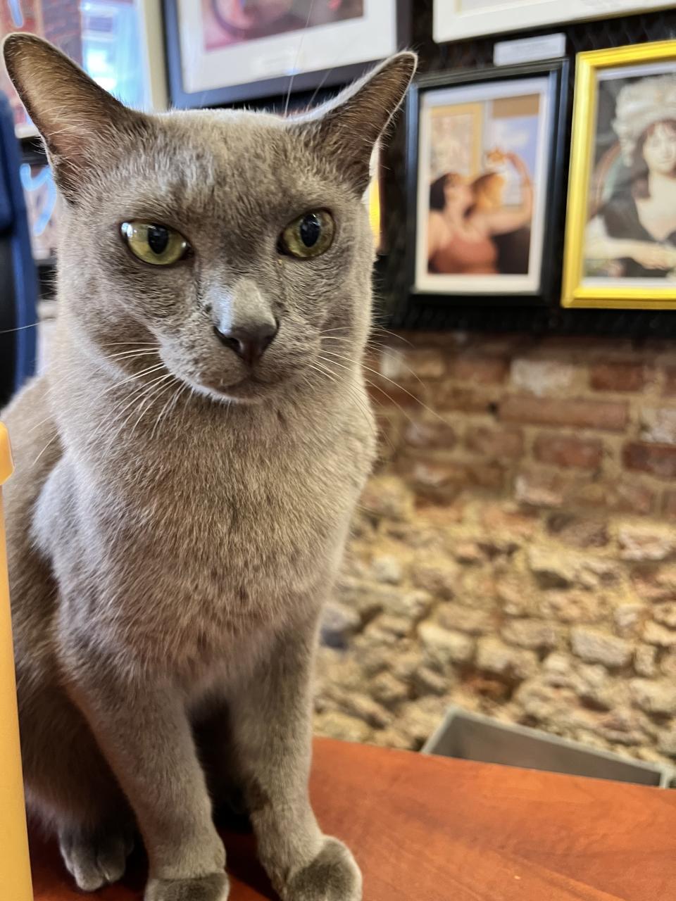 A photo of a resident cat at Meowseum Penang.