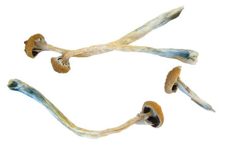 Psilocybin or "magic mushrooms" are seen in an undated photo provided by the U.S. Drug Enforcement Agency (DEA) in Washington, U.S. May 7, 2019. DEA/Handout via REUTERS