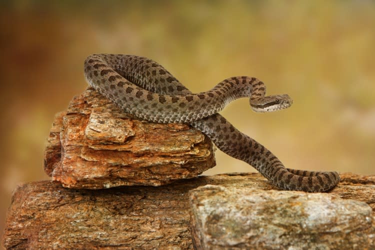 Top 20 Most Deadliest and Dangerous Snakes In the World