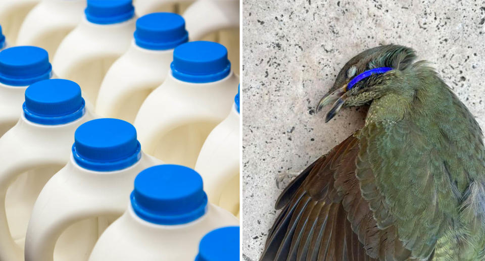 Bowerbird deceased with blue plastic milk ring around its neck