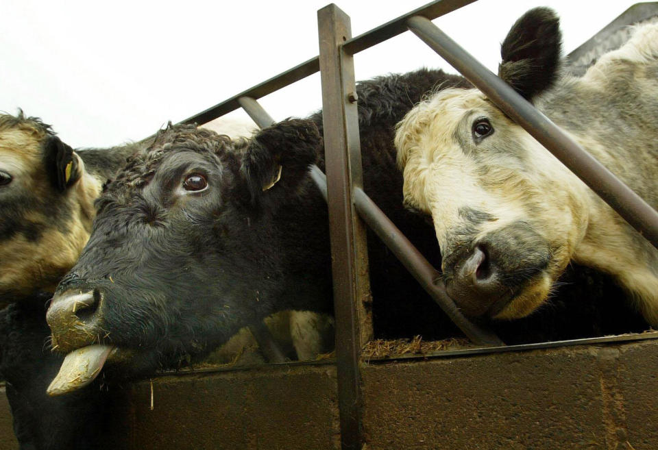<em>Experts have urged people not to panic after the discovery of the case of BSE (Picture: PA)</em>