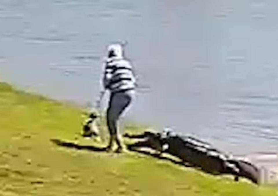 當老婦人的狗機警逃離鱷魚的攻擊時，鱷魚便將攻擊對象轉向老婦人。