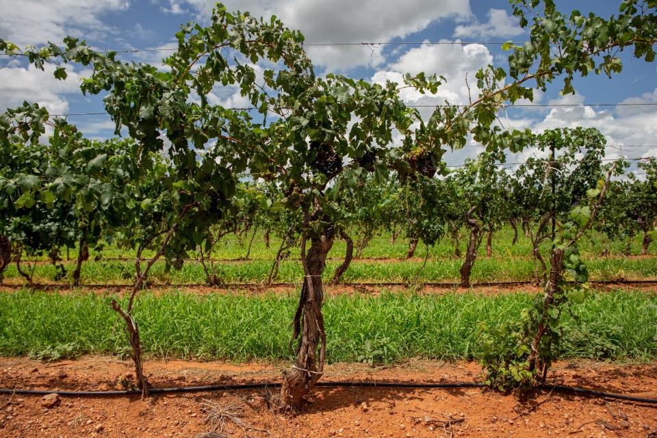 Aug. 9, 2022; Flagstaff, Ariz., U.S.; Grape vines at Callaghan vineyard in Elgin, Ariz., on Aug. 9, 2022.
