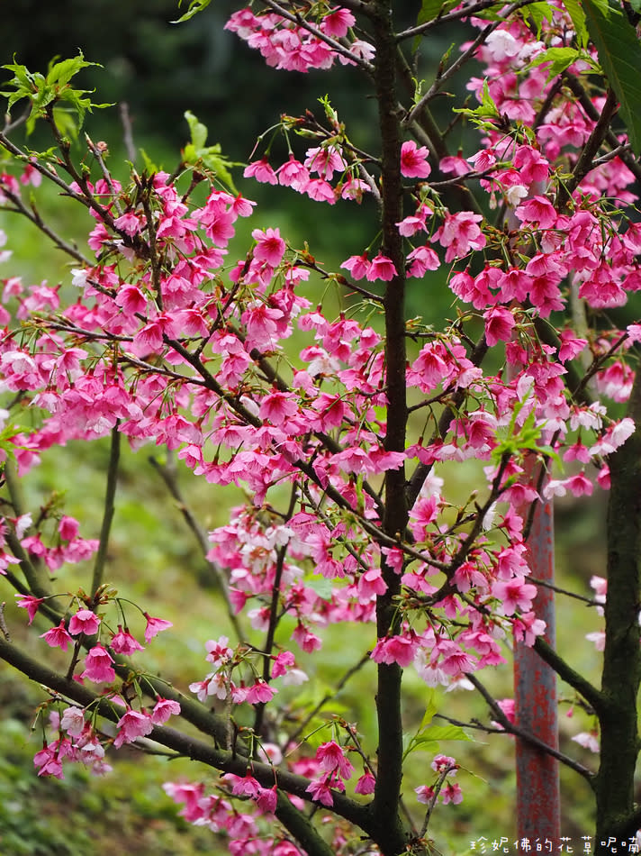 淡水無極天元宮