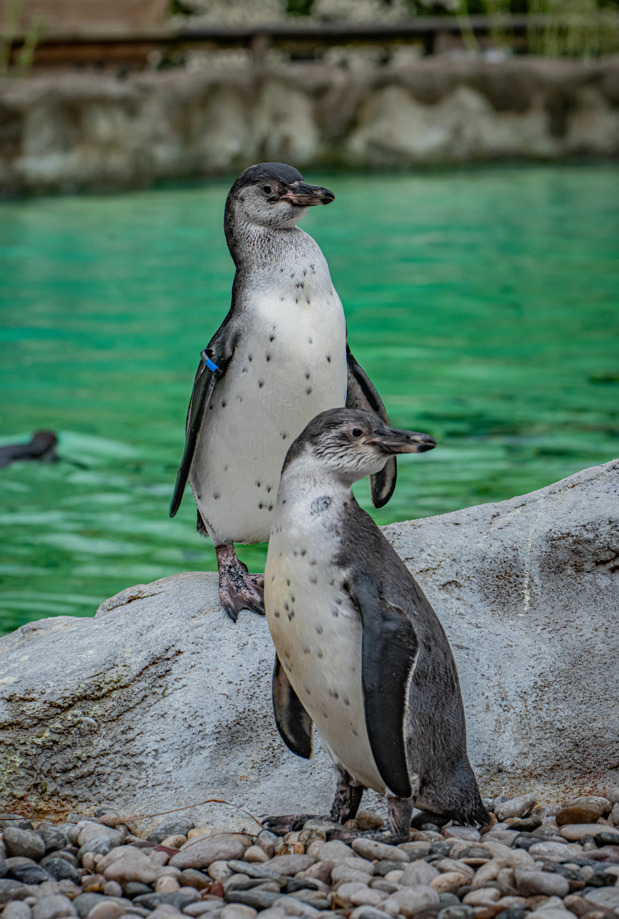 Penguin chicks Rob and Ryan hit the water for the first time as they begin swimming lessons at Chester Zoo (10)