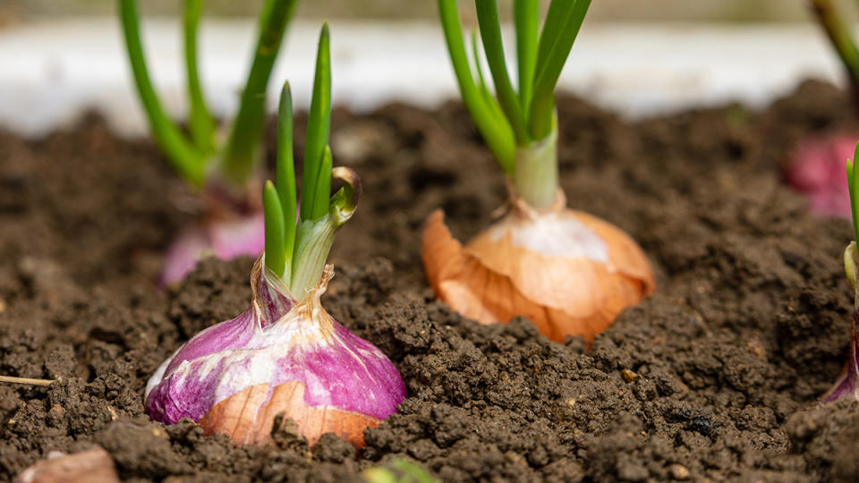 Onions planted to help keep rabbits out of the garden without a fence