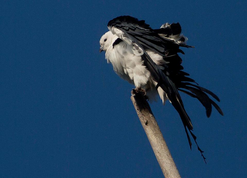 A swallow tail kite perches in on dead snag in the Everglades in 2015.