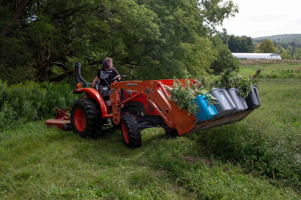 Kate Miller uses a tractor to transport harvest weed from her field to her drying and curing shed. At Weathertop Farm near Albany, NY on Sunday August 27, 2023. (Wesley Parnell for Rolling Stone)