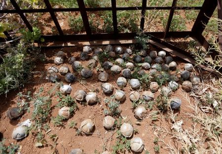 Cluster bomblets are gathered in a field in al-Tmanah town in southern Idlib countryside, Syria May 21, 2016. Picture taken May 21, 2016. REUTERS/Khalil Ashawi