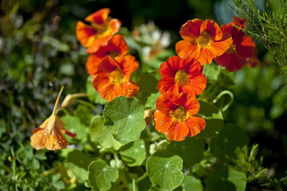<p>Nasturtiums are great for attracting aphids, making them an ideal trap for protecting precious <a href="https://www.housebeautiful.com/uk/garden/plants/a39641318/bedding-plants/" rel="nofollow noopener" target="_blank" data-ylk="slk:flower beds;elm:context_link;itc:0" class="link ">flower beds</a>. Plus, with rounded leaves and coloured blooms, they will make a real statement in your garden.</p><p>'Nasturtiums will need to be pruned and tended over time as they are a spreading plant that drops seeds all over the area where they grow,' say GardenBuildingsDirect.co.uk.</p>