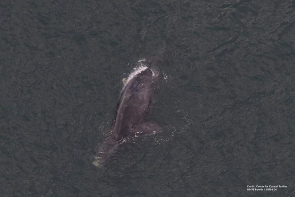 A deceased North Atlantic Right Whale, one of the last of its species, floats in the ocean off Long Branch on June 25, 2020.
