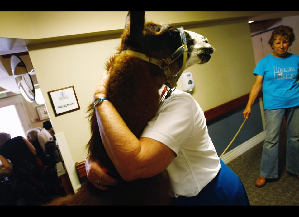 A nurse hugs Pisco, a 13-year-old therapy llama, during his visit to the Hospice of Saint John on September 1, 2009 in Lakewood, Colorado. The llama visits the hospice each month as part of an animal therapy program designed to increase happiness, decrease loneliness and calm terminally ill patients during the last stage of life.    (Photo by John Moore/Getty Images)