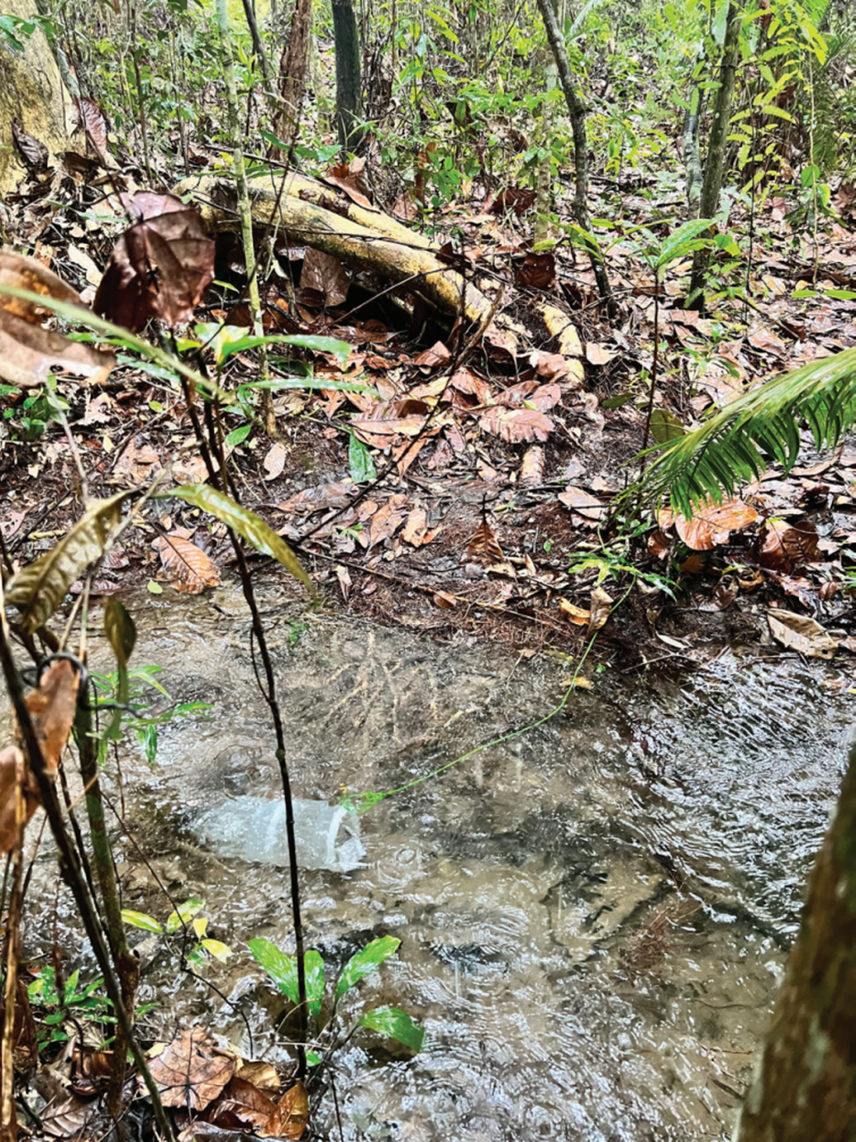 A stream where one of the catfish was found.