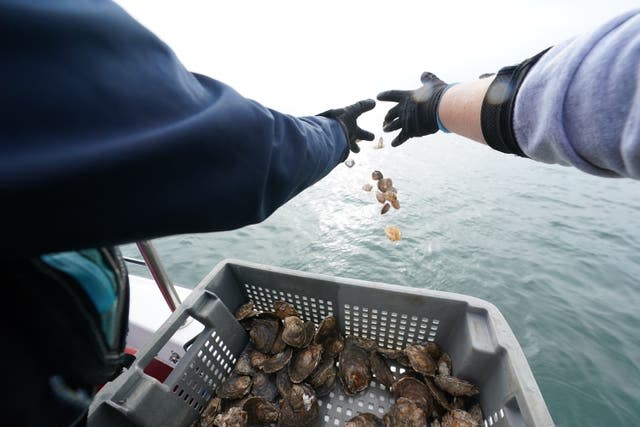 Oysters released in Sunderland Marina